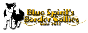 Blue Spirit's Border Collies